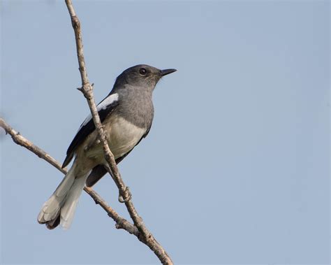 File:Oriental Magpie-Robin (Female).jpg - Wikimedia Commons