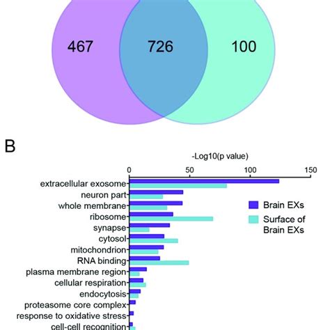 Bdexs And Surface Proteomes Have Significantly Enriched Gene Ontology Download Scientific