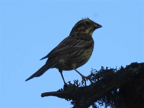 Hvilken Fugl Fra Vänern Naturbasen