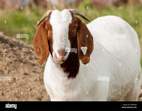 Boer Goats Doe