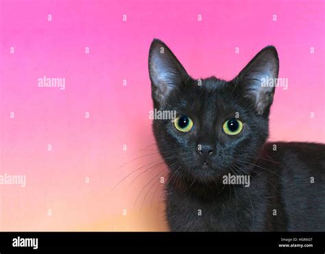 Portrait of a black domestic short hair kitten with yellow green eyes ...