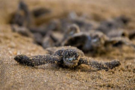 Leatherback Sea Turtle Nesting Tour - Welcome to the Congo Canopy, Guanacaste Province, Costa ...