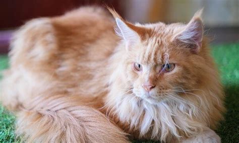 Orange Maine Coon Cat: Complete Guide - Vocal Cats