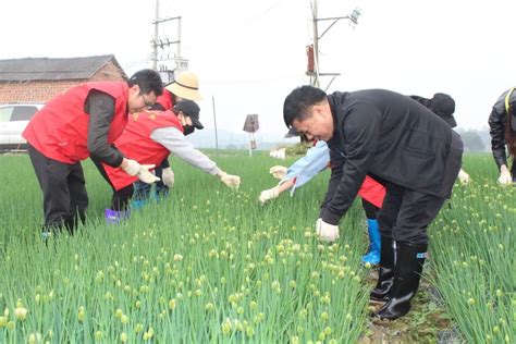 【巩固脱贫攻坚成果 助力乡村振兴】田东法院“葱”劲十足，助力乡村振兴 澎湃号·政务 澎湃新闻 The Paper