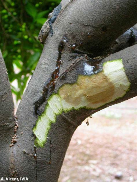 التصمغ الفيتوفثوري فى الحمضيات Gummosis in Citrus صحة النبات Plant