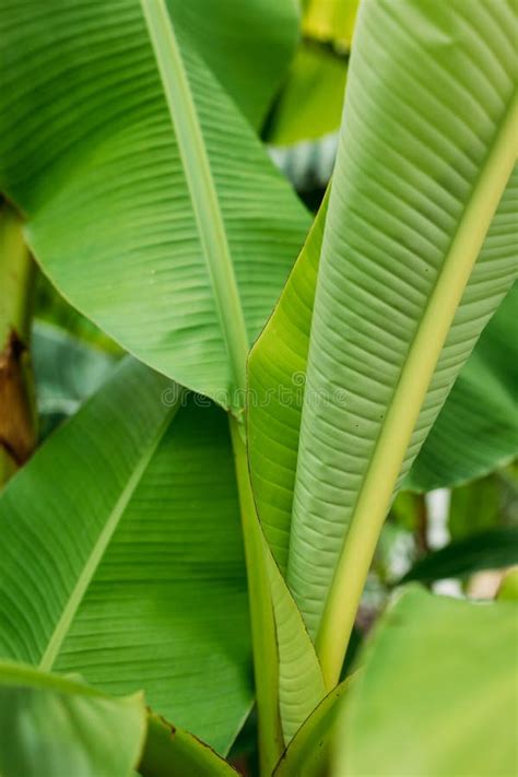 Folha Verde Empilhada De Bananeira Textura Tropical Em Folha Na