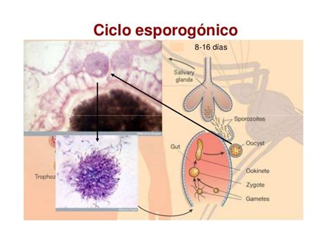 Ciclo Biológico Del Plasmodium