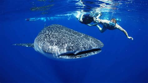 Riviera Maya Excursion Swim With Whale Shark Youtube