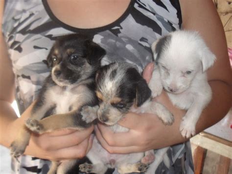 Adoptándonos Ocho Hermosos Cachorritos Muy Bebés En Adopción