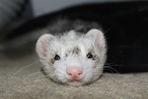 Cute Ferret Photos, Download The BEST Free Cute Ferret Stock Photos