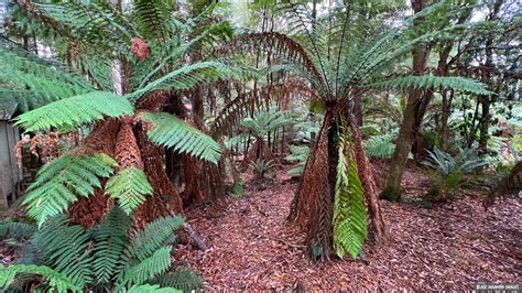 Dicksonia Antartica Soft Tree Fern Or Man Fern Warra L Flickr