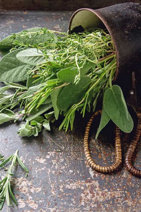 Parsley Sage Rosemary And Thyme A Love Story Gardeners Path