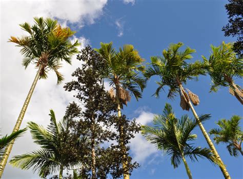 palm  discussing palm trees worldwide palmtalk