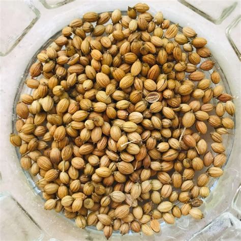 Dried Green Coriander Seed For Cooking At Rs Kg In Agar Id