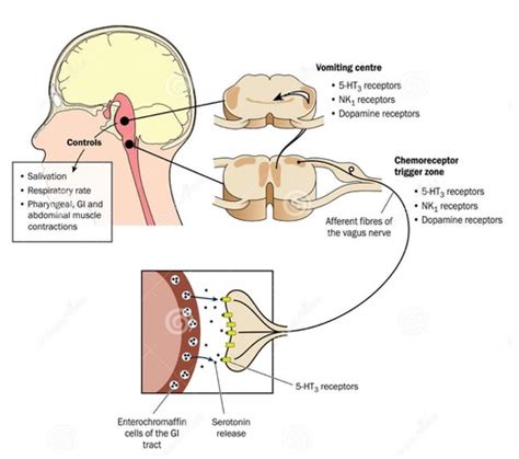 Drugs And The Gi Tract Gi Block Flashcards Quizlet