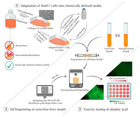 Ijms Free Full Text Xeno Free 3d Bioprinted Liver Model For