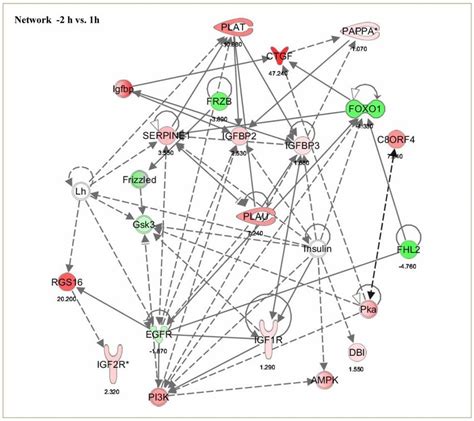 Network Ingenuity Pathway Analysis Of The Differentially Regulated