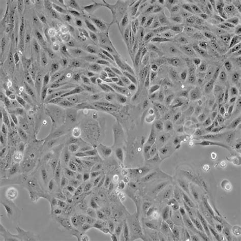 Green Fluorescent Mdck Cell Line Cells Online