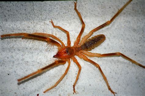 Filesolifugae Camel Spider Siamak Sabet Wikimedia Commons