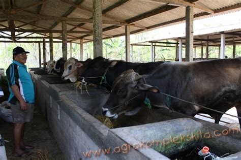 Analisa Usaha Penggemukan Sapi Potong Skala 50 Ekor Agrokompleks Kita