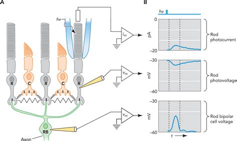 Figure 1 From Optimization Of Single Photon Response Transmission At The Rod To Rod Bipolar