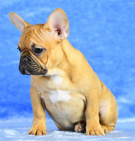 French Bulldog Puppy For Sale Fawn Tris French Rainbow Kennel