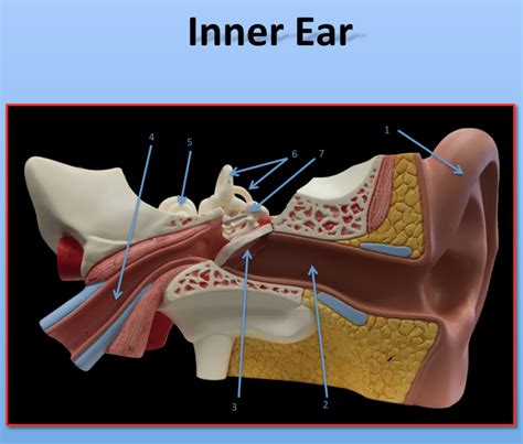 Inner Ear Diagram | Quizlet