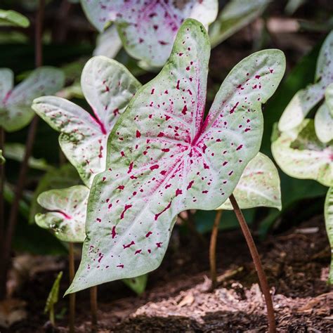 Miss Muffet Caladium - Caladium 'Miss Muffet' – ServeScape