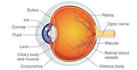 Anatomía Del Ojo Humano Ilustración Vectorial Vector De