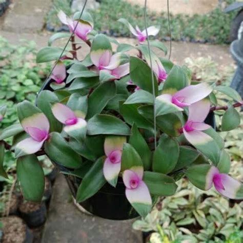 Jual Tanaman Hias Gantung Lidah Kera Tradescantia Zebrina Blushing