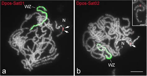 Frontiers The Role Of Satellite Dnas In Genome Architecture And Sex