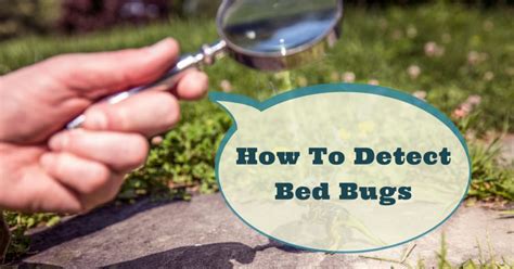 How To Detect Bed Bugs Pest Survival Guide