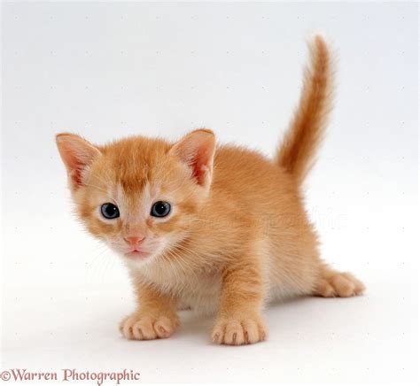 Ginger Kitten Photo Wp15817