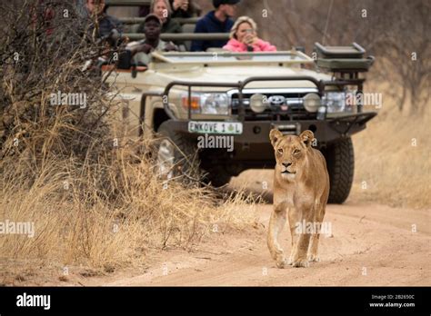 Lion And Safari Vehicle Panthera Leo Balule Game Reserve South