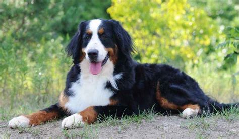 Razas De Perros Peludos Gigantes