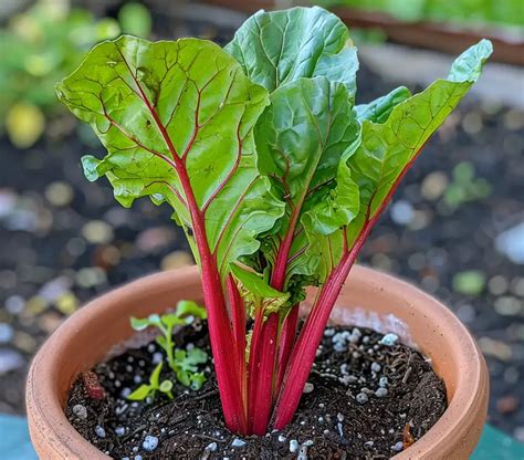 Qué Verduras Puede Cultivar en Contenedores y Qué Tan Grande Debe Ser