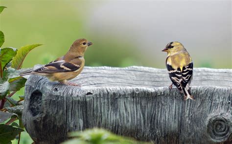 Goldfinch Wallpapers Top Free Goldfinch Backgrounds Wallpaperaccess