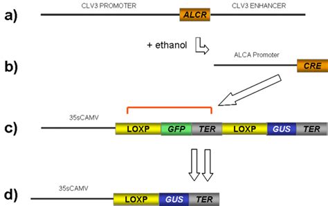 Schematic Representation Of The Ethanol Inducible Cre LoxP System A