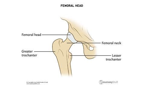 Hip Joint | Anatomy Revision | AnatomyStuff