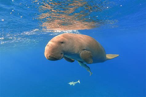 Vilanculos Mozambique Whale Shark And Humpback Whale Watching