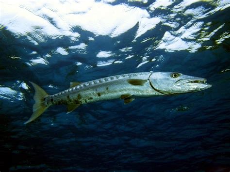 Barracuda OCEAN TREASURES Memorial Library