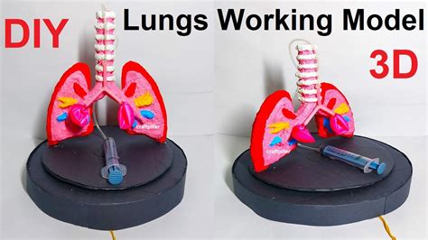 Lungs Working Model Science Project 3d Science Exhibition Diy Craftpiller Youtube