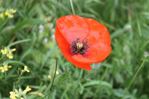 Red Round Flower Free Stock Photo Public Domain Pictures