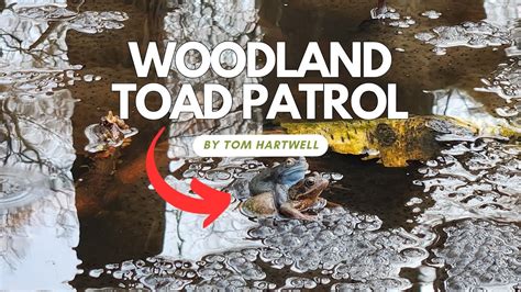 Woodland Toad Patrol Youtube