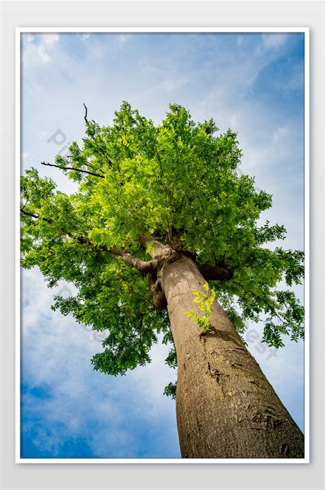 towering trees photography pictures jpg photo   pikbest