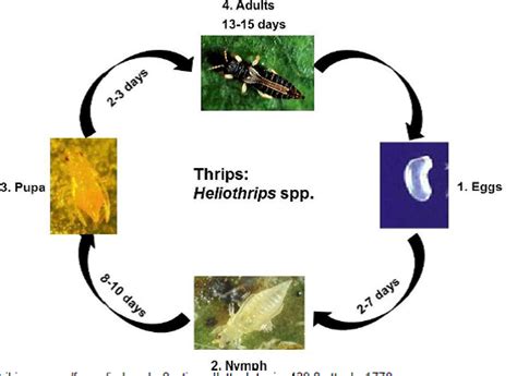 Loquat Insect Pests Vikaspedia English Agriculture