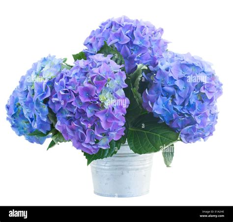 Posy Of Blue Hortensia Flowers Stock Photo Alamy