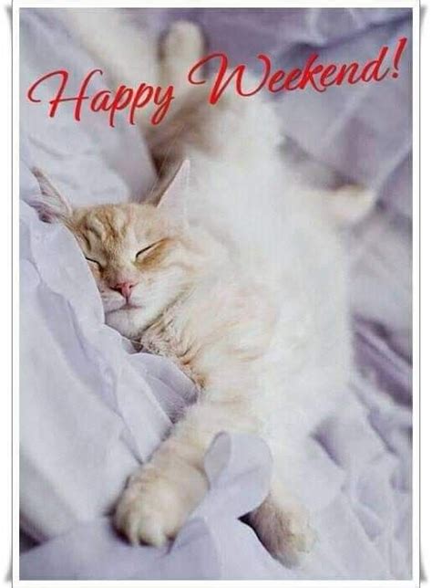 Pin By Esme Wandrag On Weekend Happy Weekend Cats Animals