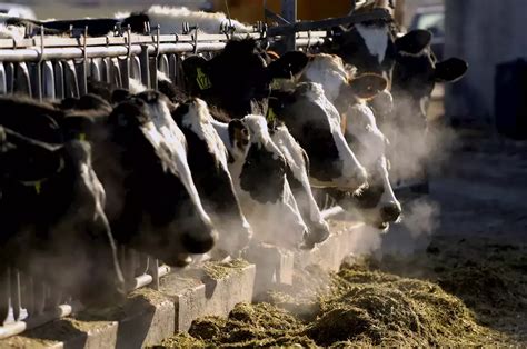 Gado é responsável por dois terços das emissões de gases efeito de