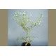 Citrus Poncirus Trifoliata Flying Dragon C Jardi Jaroa S L